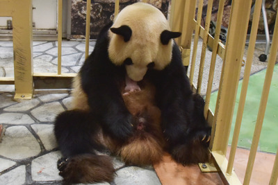 ジャイアントパンダの赤ちゃん誕生…和歌山 画像