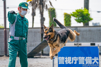 【働く犬】警備犬…犯人制圧や災害救助など幅広い任務［インタビュー］ 画像