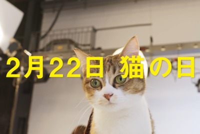 猫の事故原因は“かまって欲しい”から？ 本音を聞いた動画公開　2月22日は猫の日 画像
