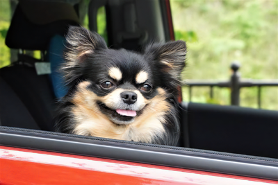 愛犬家の車選び、何を重要視する？---広さと安全性 画像