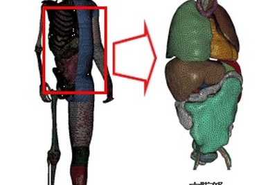 トヨタ、バーチャル人体全身モデルを改良　内臓受傷も解析 画像