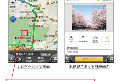 ナビタイム、桜の開花状況をリアルタイムに提供…1日2回更新 画像
