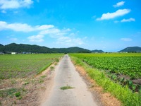 高齢者の移動手段確保するため法改正へ　MaaS事業の規制緩和など 画像