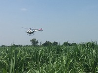 ヤマハ発動機、産業用無人ヘリによる農薬散布サービスをタイで開始 画像