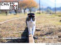 猫駅長の日常が映画に---劇場版『にゃん旅鉄道』　今夏公開 画像