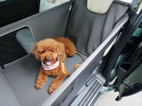 「飛行機内も宿泊も愛犬と一緒に過ごす温泉旅プラン」ホンダアクセスが愛犬用アクセサリー提供 画像