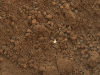火星で過ごすキュリオシティが掘り出した明るい粒の正体 画像
