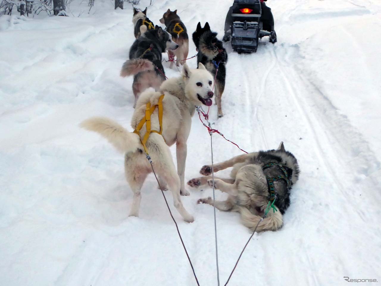 休憩中のシベリアンハスキーたち。経験を積んだ犬はすぐに横になる余裕ぶり