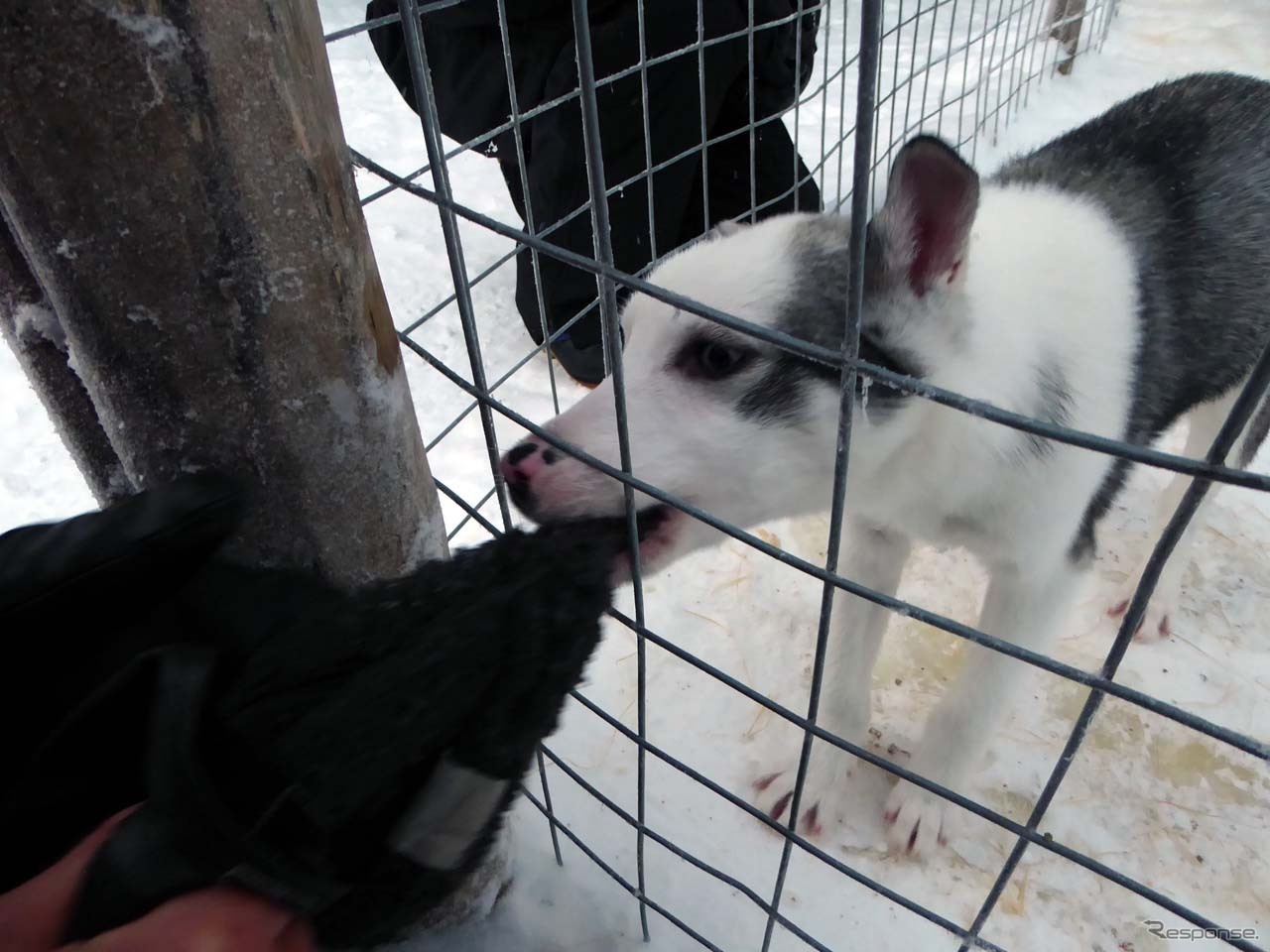 ソリを引っ張るシベリアンハスキーは子犬の時から訓練を受ける