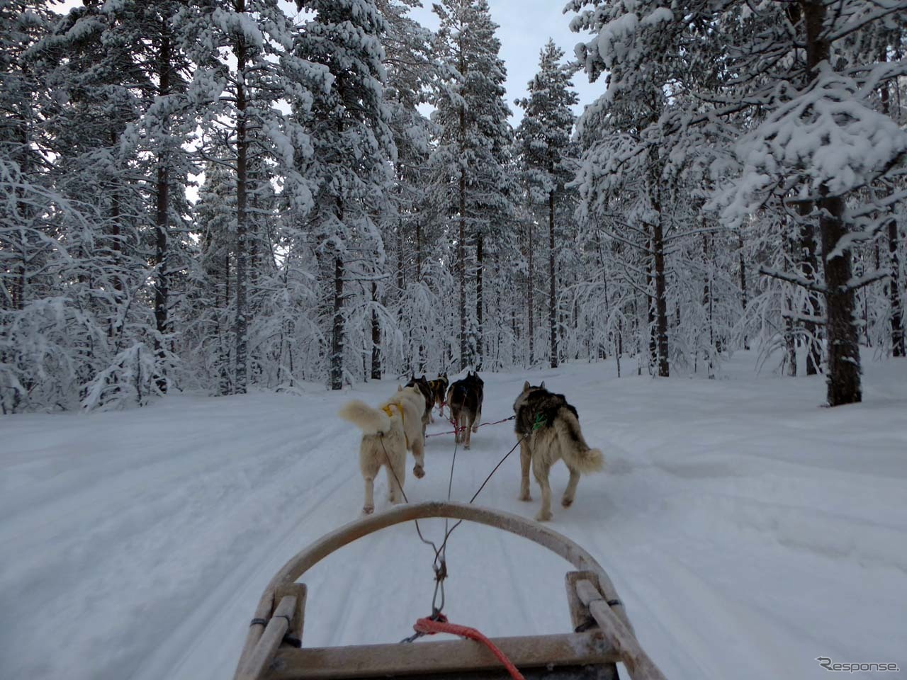 フィンランドの針葉樹林の中を力強くソリを引っ張る6匹のシベリアンハスキー犬たち
