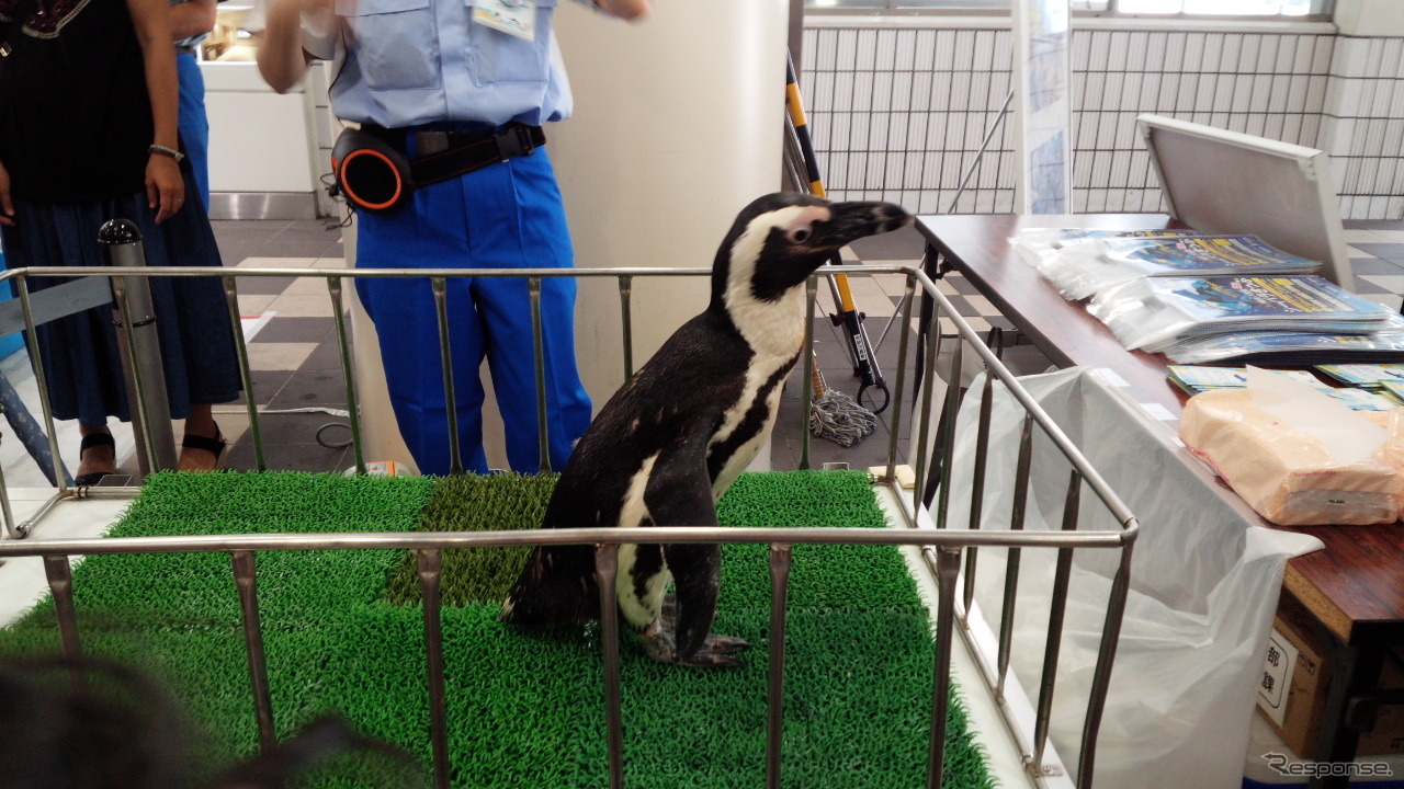 京急川崎駅に登場したケープペンギン