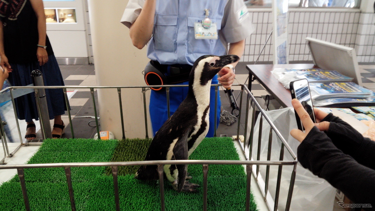 京急川崎駅に登場したケープペンギン