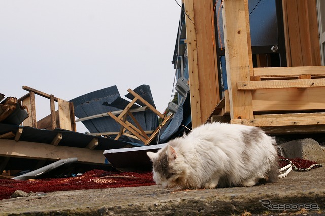 東日本大震災 離島の猫たちも無事だった