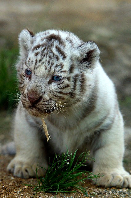 東武動物公園で飼育されているホワイトタイガーの赤ちゃんは2日から正式公開がスタート。悪天候を除き、10-16時に展示される。
