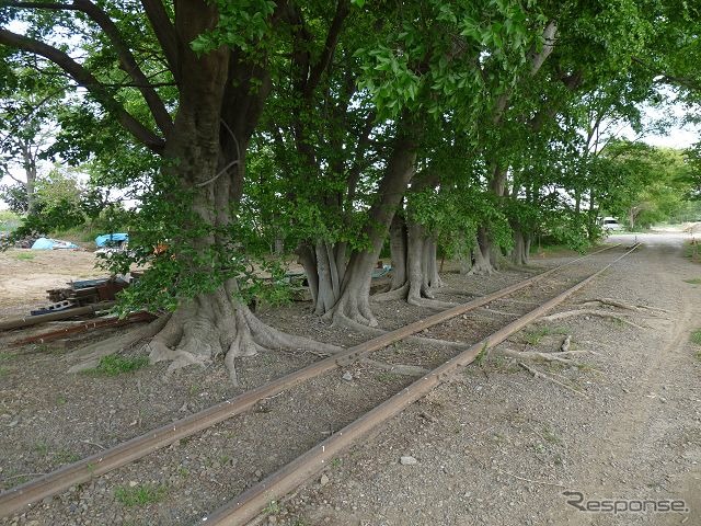 終点・安比奈駅の少し手前に残る線路。レールの下に木の根が張り出しており、現状のまま列車を運行することは不可能だ。