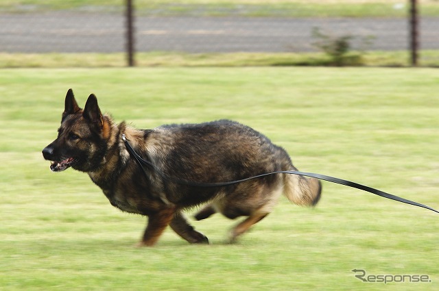 投げられたオモチャをめがけて疾走する警備犬。米軍内では「K-9」と呼ばれる。