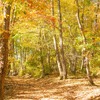 ハローウッズ 秋の森