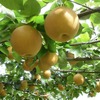 芳賀の梨（にっこり畑）（イメージ）