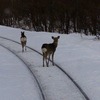 JR北海道が野生動物との衝突・発見件数を公表…コロナ禍以降、シカが増加傾向　2022年度