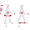 （1）ドーナツライン構造が股関節を支え，腰を安定させる。（2）左右のぶれが少なくなり、脚を前後に動かしやすくなる。（3）歩幅が広がり、歩くスピードがアップする。（4）カロリー消費に適したエクササイズ歩行への変化が期待できる。