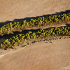 エアバス、豪州のユーカリの木から製造したバイオ燃料の研究で良好な結果