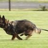 投げられたオモチャをめがけて疾走する警備犬。米軍内では「K-9」と呼ばれる。