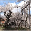 山梨県の山高神代桜