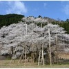 岐阜県の根尾谷・淡墨桜