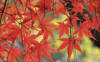 紅葉の見頃はいつ?…北日本は昨年より早く、東-西日本は平年並み 画像