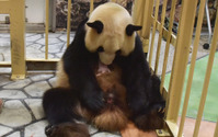 ジャイアントパンダの赤ちゃん誕生…和歌山 画像