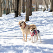 八ヶ岳わんわんパラダイスのドッグラン、森のドッグガーデン。今は雪で覆われているが、犬は雪が大好き。足をとられながらも思いっきり走り、雪遊びを楽しんだ