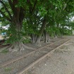 安比奈駅近くに残る線路（2013年5月）。レールの下に木の根が張り出している。