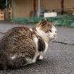 東日本大震災 田代島 クルマごと流されてしまった人も