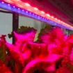 京王電鉄  LED栽培の様子イメージ