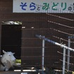池袋線武蔵横手駅に隣接する同社保有地で除草に活躍する「エコパートナー」のヤギ。完成後のソーラーパネル周辺の除草も手伝う予定