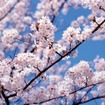 ソメイヨシノ
