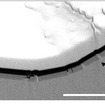 圧痕の断面構造の電子顕微鏡写真