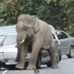 タイの国立公園内の道路で象が車を踏み潰す映像を公開した『euronews』