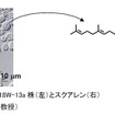 藻類産生オイルの輸送用燃料への新変換法の開発