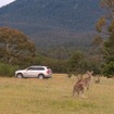 ボルボの対カンガルー安全テスト