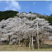 岐阜県の根尾谷・淡墨桜