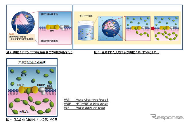 住友ゴムと東北大学、天然ゴム生合成機構に関する共同研究成果