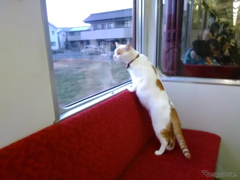 列車内のネコのイメージ。9月10日に「ねこカフェ列車」が運転される。
