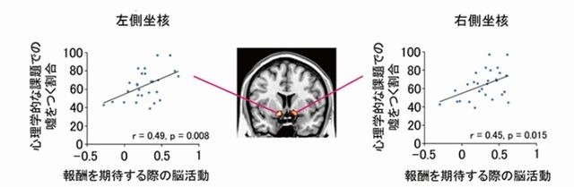 報酬期待に関わる側坐核の反応と、嘘をつく割合との正の相関