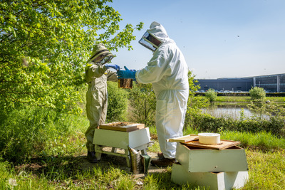 ロールスロイスが養蜂活動を強化、「世界ミツバチの日」を祝う　5月20日 画像