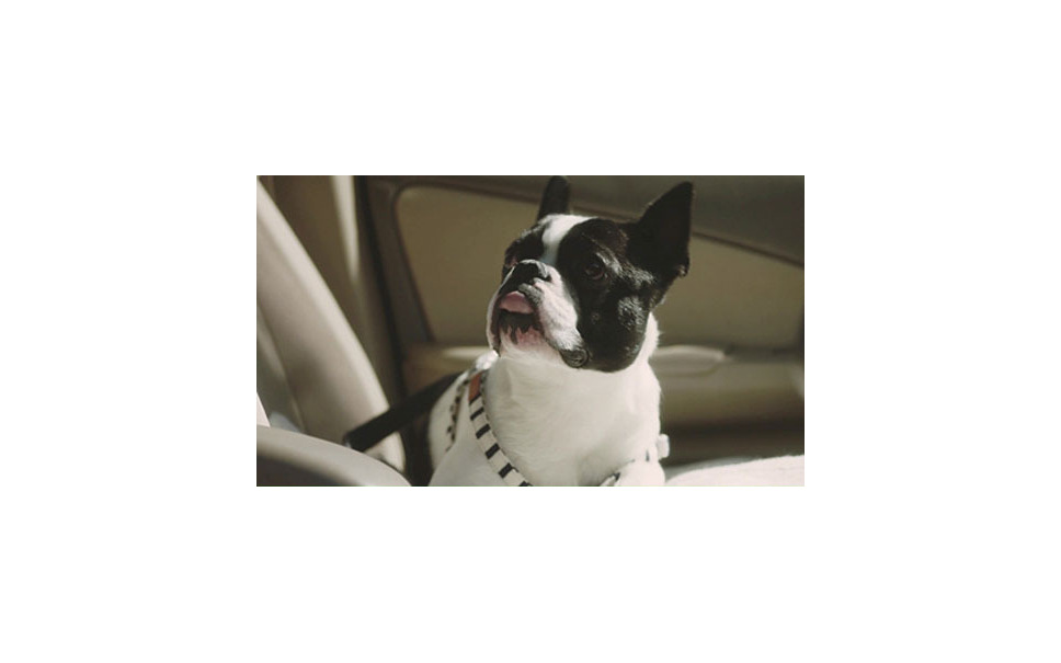 日産 犬とクルマの良い関係 獣医監修のショートムービー 動画 8枚目の写真 画像 レスポンス Response Jp 日産 犬とクルマの良い関係 獣医監修のショートムービー 動画 8枚目の写真 画像 レスポンス Response Jp