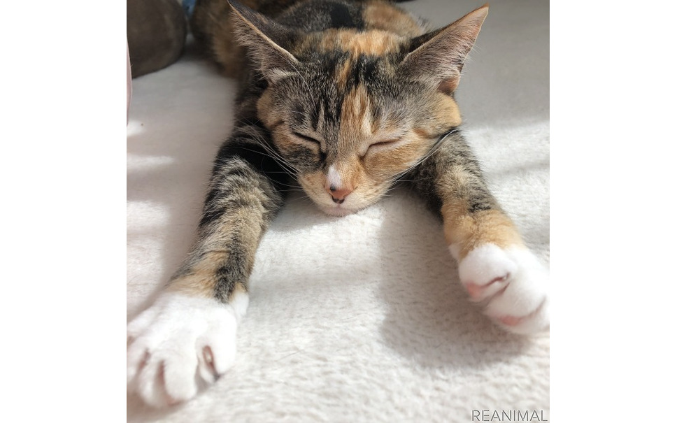 寝ている猫 の写真ばかりを集めた Webねこにすと リアニマル 9枚目の写真 画像 レスポンス Response Jp 寝ている猫 の写真ばかりを集めた Webねこにすと リアニマル 9枚目の写真 画像 レスポンス Response Jp