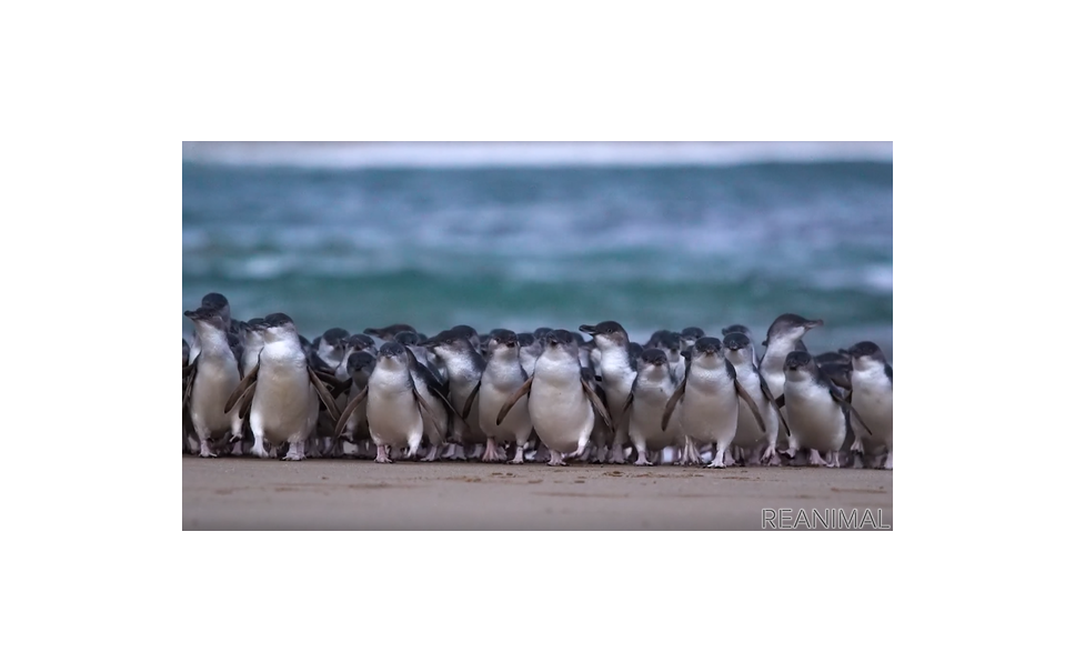 ペンギンパレードを毎日生配信 オーストラリア フィリップ島より リアニマル 1枚目の写真 画像 レスポンス Response Jp ペンギンパレードを毎日生配信 オーストラリア フィリップ島より リアニマル 1枚目の写真 画像 レスポンス Response Jp