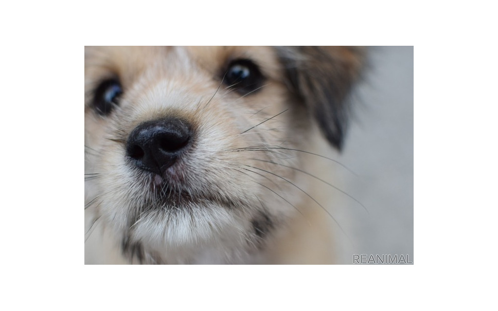 犬の嗅覚ってどのくらいすごいの こんな所に注意しよう リアニマル 2枚目の写真 画像 レスポンス Response Jp 犬の嗅覚ってどのくらいすごいの こんな所に注意しよう リアニマル 2枚目の写真 画像 レスポンス Response Jp