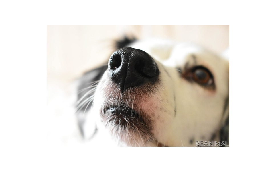 犬の嗅覚ってどのくらいすごいの こんな所に注意しよう リアニマル 4枚目の写真 画像 レスポンス Response Jp 犬の嗅覚ってどのくらいすごいの こんな所に注意しよう リアニマル 4枚目の写真 画像 レスポンス Response Jp